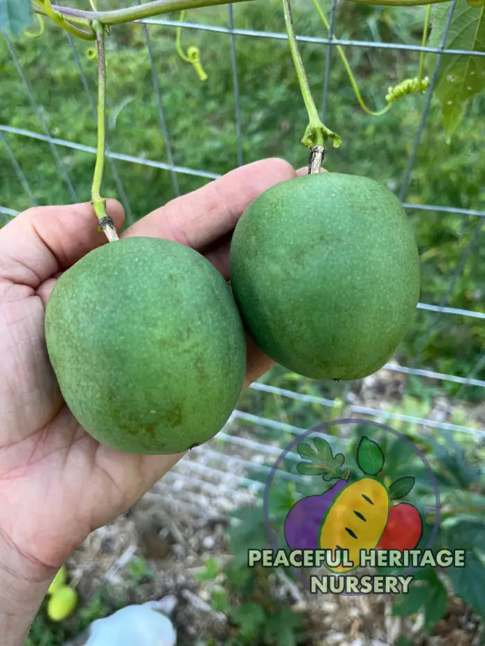 'Genesis' Passionfruit Seed Packet | Naturally Grown