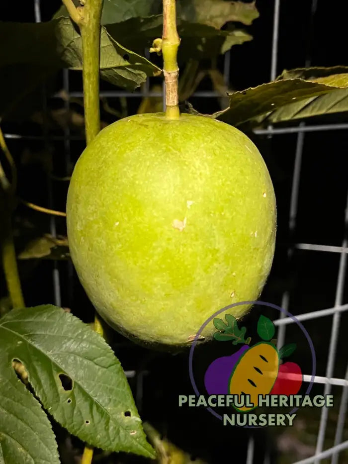 Genesis Hardy Passionfruit Vine | Naturally Grown ORGANIC