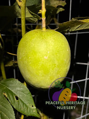 Genesis - Hardy Passionfruit Vines - Naturally Grown