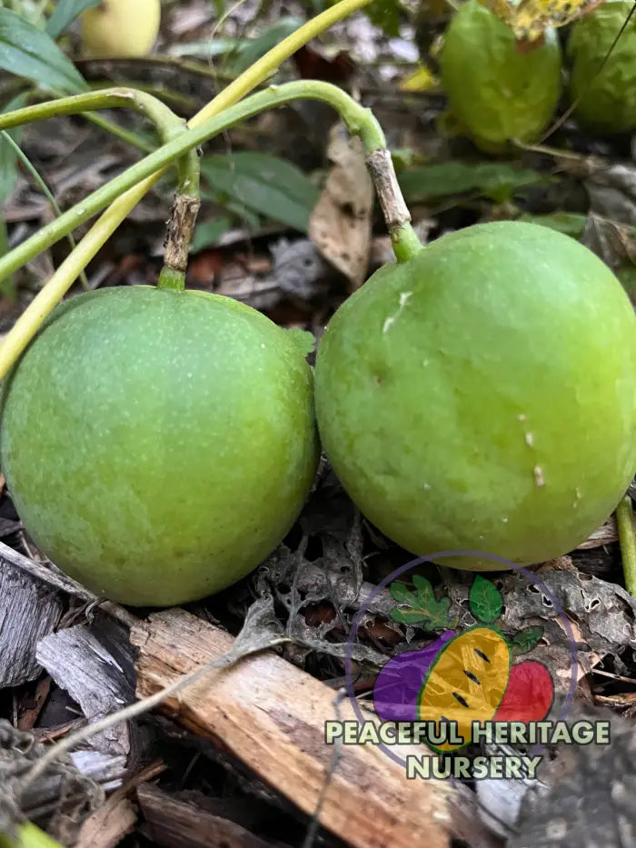 Genesis Hardy Passionfruit Vine | Naturally Grown ORGANIC
