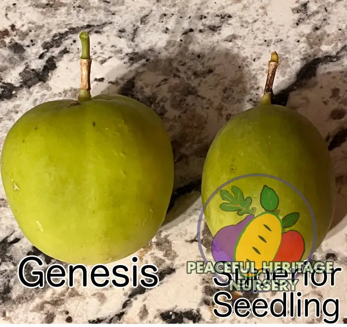 Genesis Hardy Passionfruit Vine | Naturally Grown ORGANIC