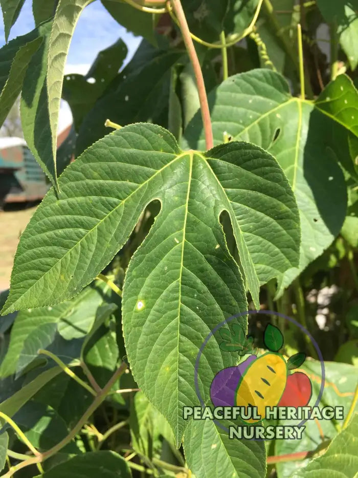 Superior Hardy Passionfruit Vine Plant Bundles - NATURALLY GROWN ORGANIC