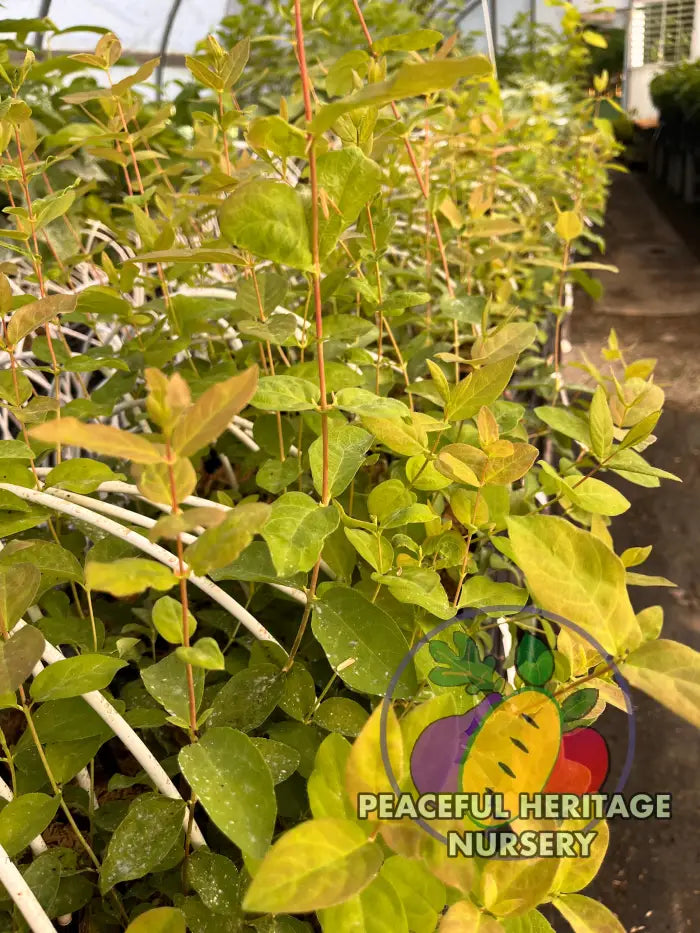 Giant’s Heart TM Honeyberry | Peaceful Heritage Nursery - Honeyberry