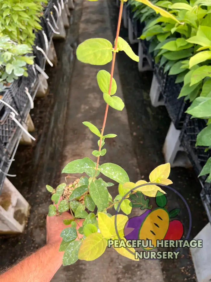 Giant’s Heart TM Honeyberry | Peaceful Heritage Nursery - Honeyberry
