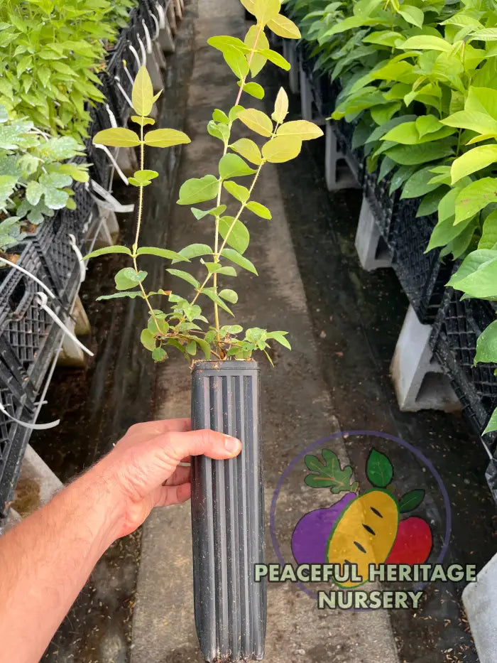 Giant’s Heart TM Honeyberry | Peaceful Heritage Nursery - Honeyberry
