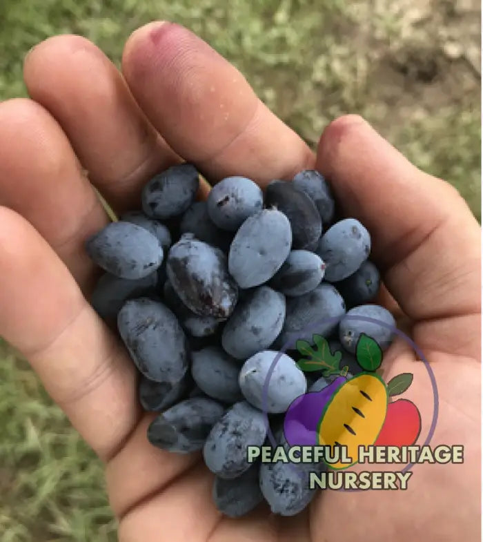 Giant's Heart TM Honeyberry | Peaceful Heritage Nursery