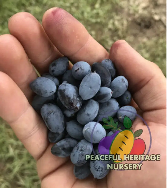 Giant’s Heart TM Honeyberry | Peaceful Heritage Nursery - Honeyberry