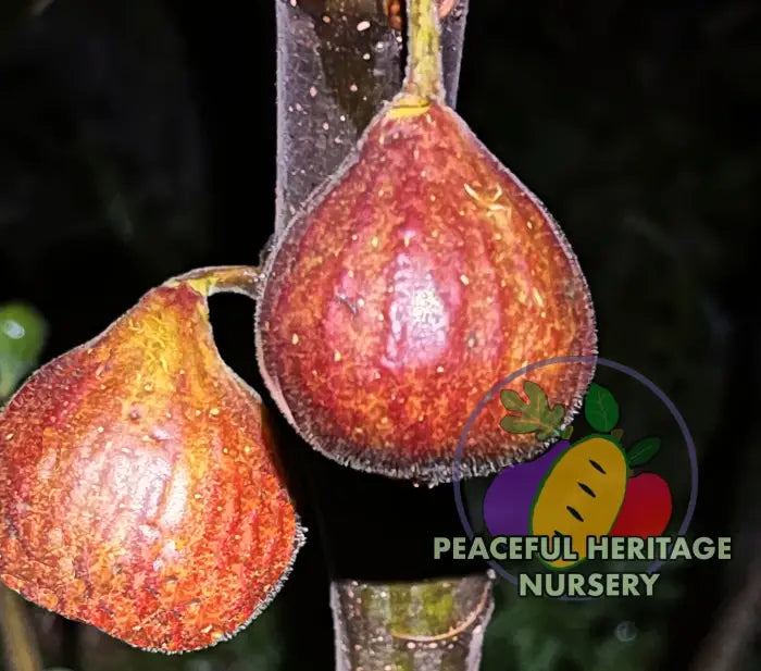 Gino's Black Fig -  Naturally Grown