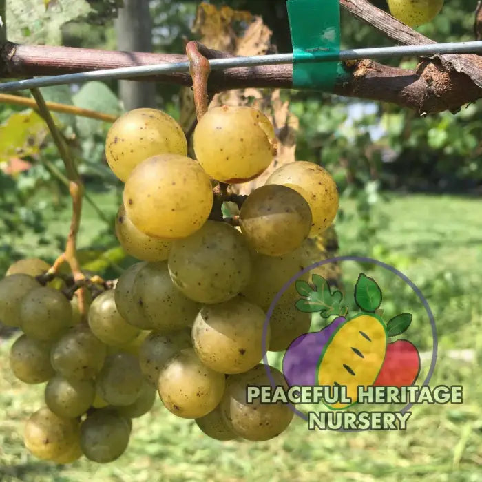 Gold Coin Grape - Naturally Grown Grape Vines For Sale