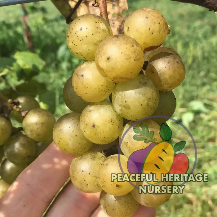 Gold Coin Grape - Naturally Grown Grape Vines For Sale