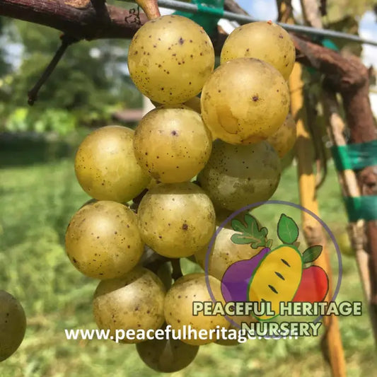 Gold Coin Grape - Naturally Grown Grape Vines For Sale