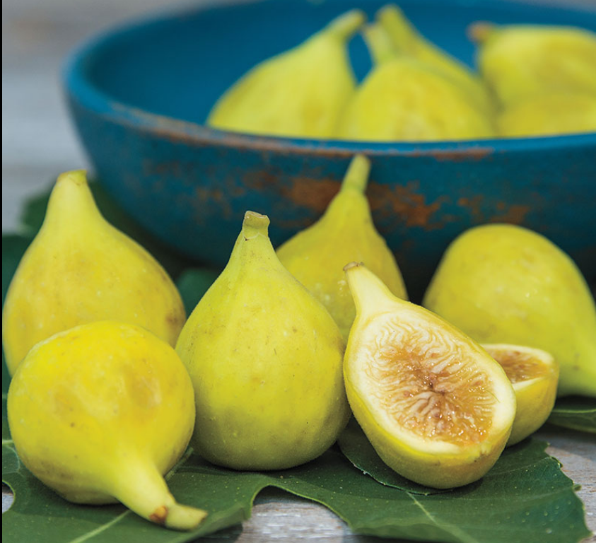 LSU Everbearing Fig | Naturally Grown