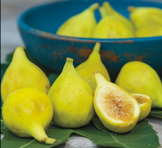 LSU Everbearing Fig | Naturally Grown