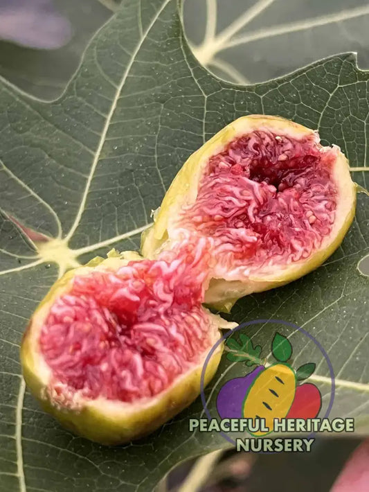 Green Michurinska Fig - NEW!!! Naturally Grown MEDIUM 1-2’ ORGANIC