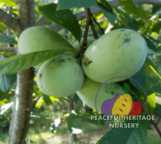 Green River Belle Pawpaw Tree - NATURALLY GROWN Medium 12-18’’ Pawpaw Trees For Sale