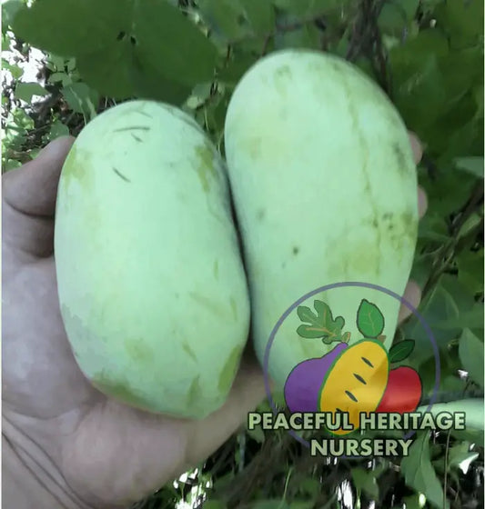 Halvin Pawpaw Tree - NATURALLY GROWN SUPREME GRADE 3’ + Pawpaw Trees For Sale