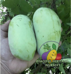 Halvin Pawpaw Tree | Peaceful Heritage Nursery