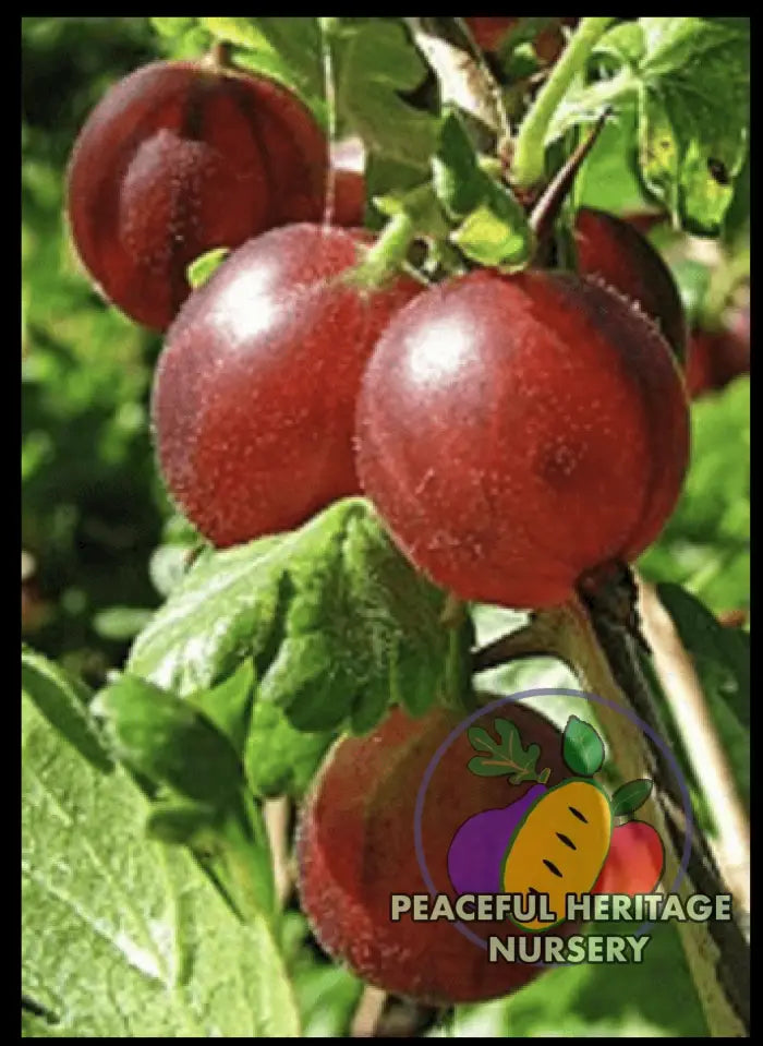 Hinnomaki Red Gooseberry 1 Plant Gooseberry Plants For Sale