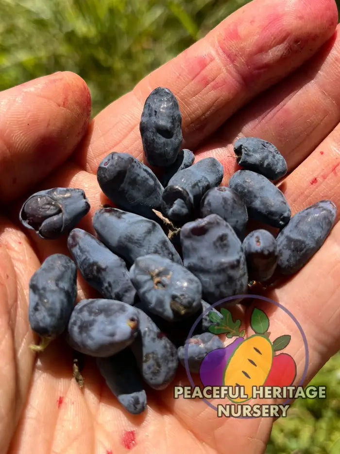 Honeybee Honeyberry - Honeyberry