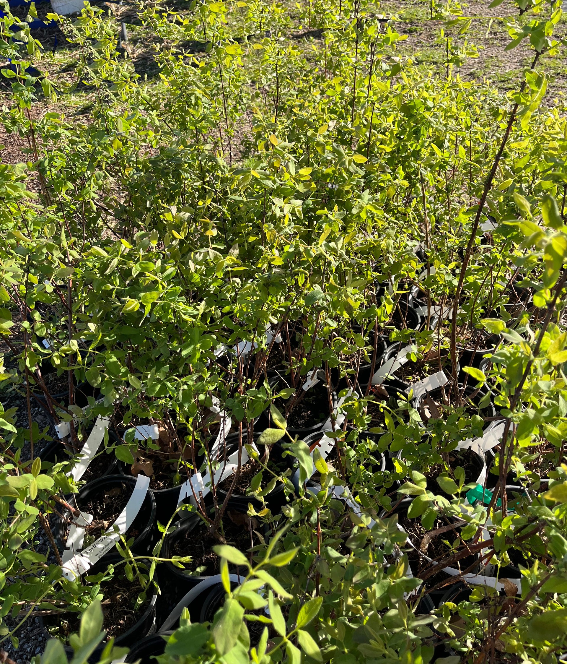Tundra Honeyberry