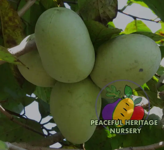 Honeydew Pawpaw Tree - NATURALLY GROWN MEDIUM 1-2’ Pawpaw Trees For Sale