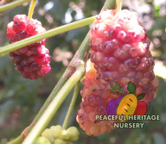 Honeydrops Mulberry | Naturally Grown