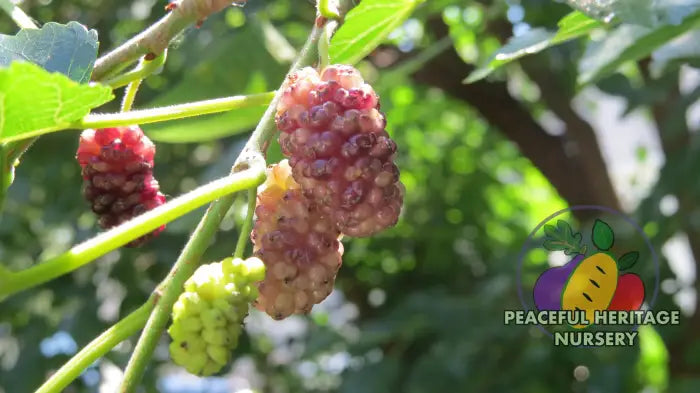 Honeydrops Mulberry | Naturally Grown Mulberry Trees For Sale