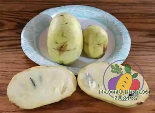Horn’s White Pawpaw Tree - NATURALLY GROWN Medium 12-18’’ Pawpaw Trees For Sale