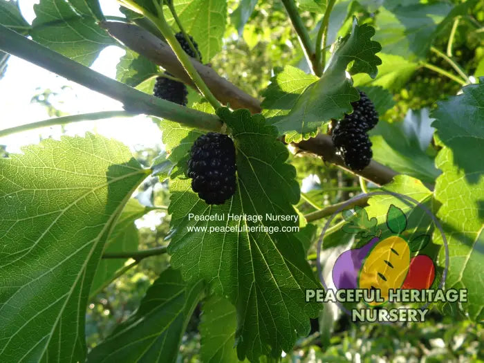 Illinois Everbearing Mulberry - Naturally Grown MEDIUM 1-2’ Mulberry Trees For Sale