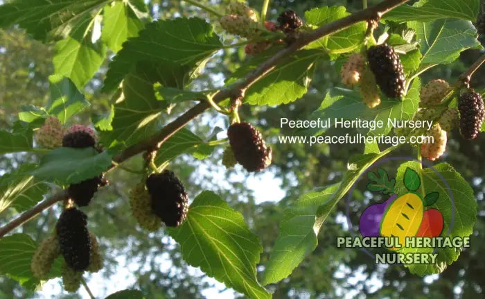 Illinois Everbearing Mulberry - Naturally Grown Mulberry Trees For Sale