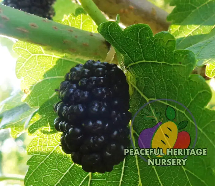 Illinois Everbearing Mulberry - Naturally Grown