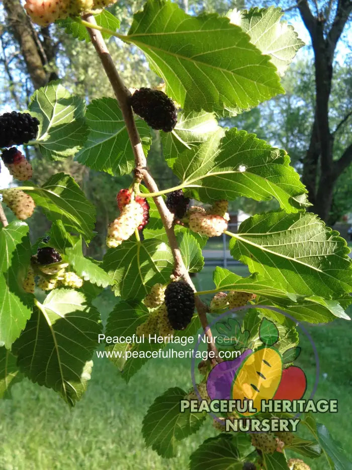Illinois Everbearing Mulberry - Naturally Grown Mulberry Trees For Sale