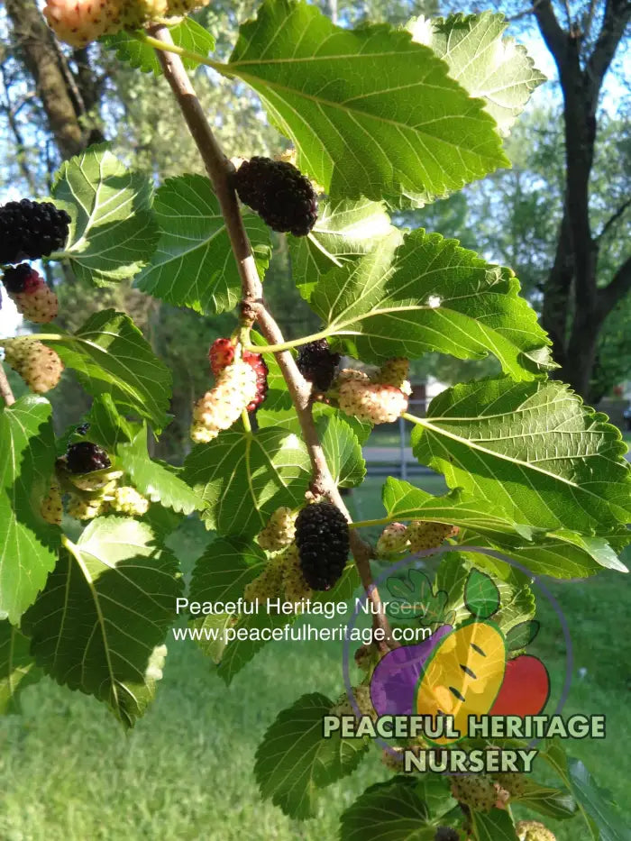 Illinois Everbearing Mulberry - Naturally Grown Mulberry Trees For Sale