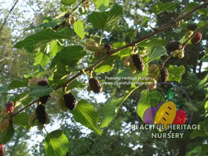 Illinois Everbearing Mulberry - Naturally Grown Mulberry Trees For Sale