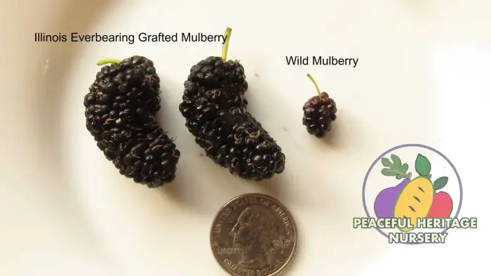 Illinois Everbearing Mulberry - Naturally Grown Mulberry Trees For Sale