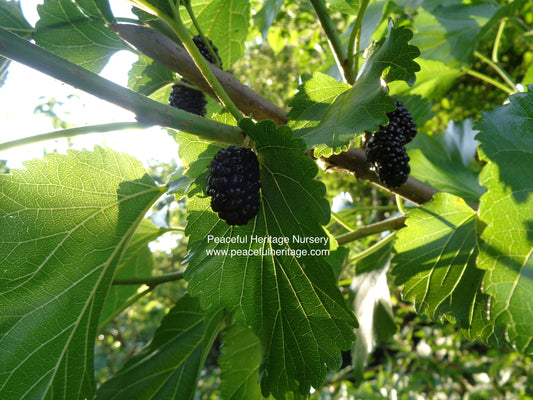 Illinois Everbearing Mulberry - Naturally Grown