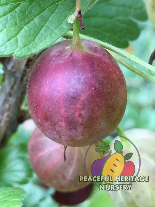 Invicta Gooseberry - Naturally Grown MEDIUM 1-2’ ORGANIC