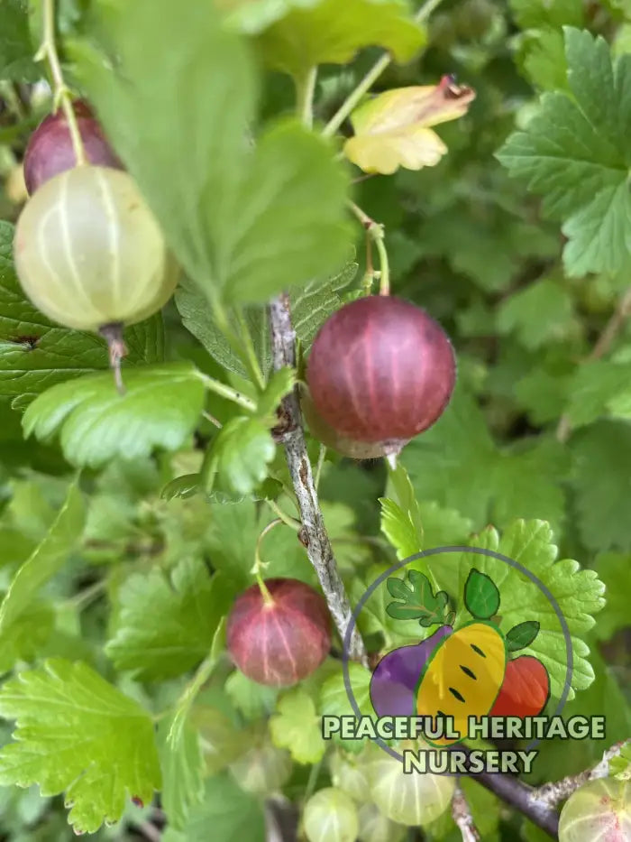 Invicta Gooseberry - Naturally Grown ORGANIC