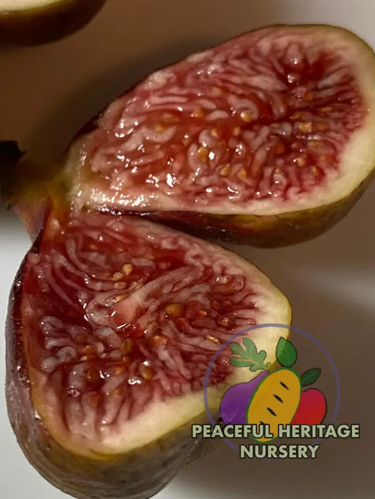 Italian 258 Fig - NEW!!! Naturally Grown MEDIUM 1-2’ ORGANIC