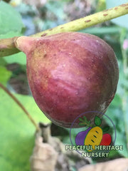 Italian Letizia Fig - Naturally Grown