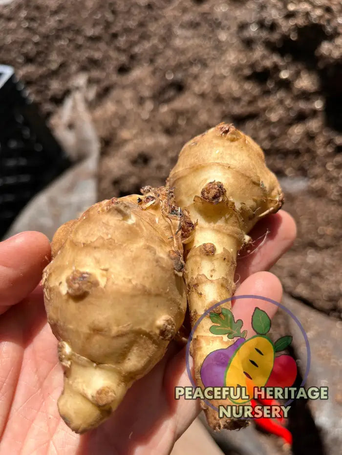 Jersusalem Artichoke Plants ’Sunchokes’ | Naturally Grown - Native
