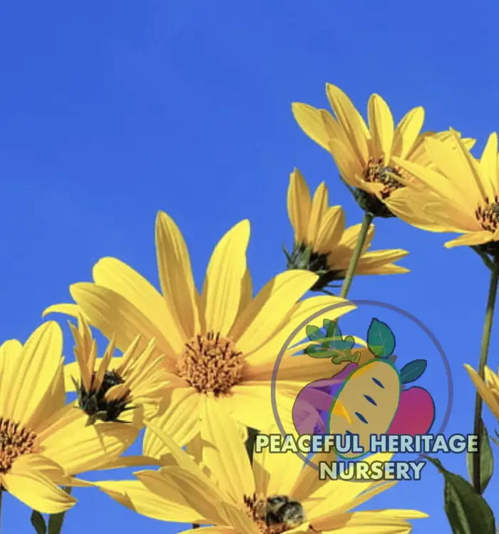 Jersusalem Artichoke Plants ’Sunchokes’ | Naturally Grown - Native