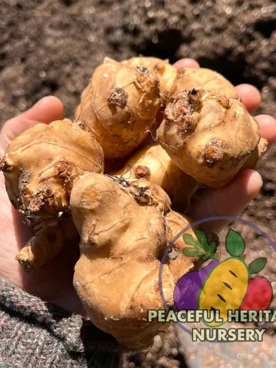 'Giant Yellow' Jersusalem Artichoke Plants 'Sunchokes' | Naturally Grown