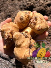 'Giant Yellow' Jersusalem Artichoke Plants 'Sunchokes' | Naturally Grown