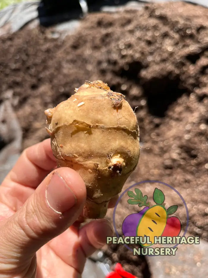 Jersusalem Artichoke Plants ’Sunchokes’ | Naturally Grown - Native