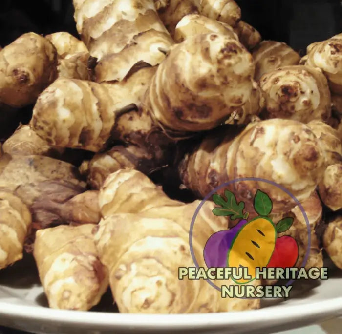 Jersusalem Artichoke Plants ’Sunchokes’ | Naturally Grown - Yellow Tubers - Native