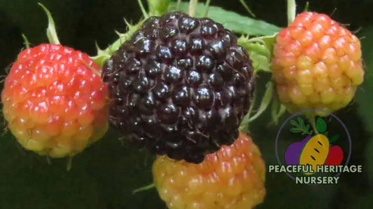 Jewel Black Raspberry - Bundles 2 - PLANT BUNDLE Raspberry Plants For Sale