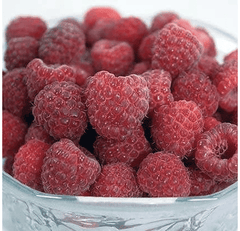 Joan J Everbearing Thornless Red Raspberry - BUNDLES