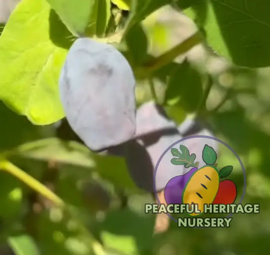 Keiko Honeyberry (Japanese) EXTRA LARGE SIZE Honeyberry