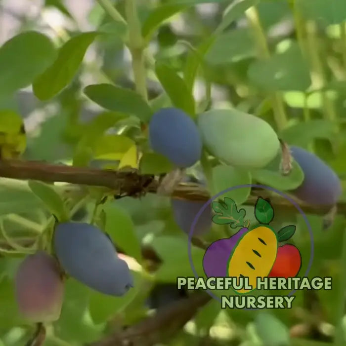 Keiko Honeyberry (Japanese) EXTRA LARGE SIZE Honeyberry